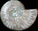 Agatized Ammonite Fossil (Half) #39612-1